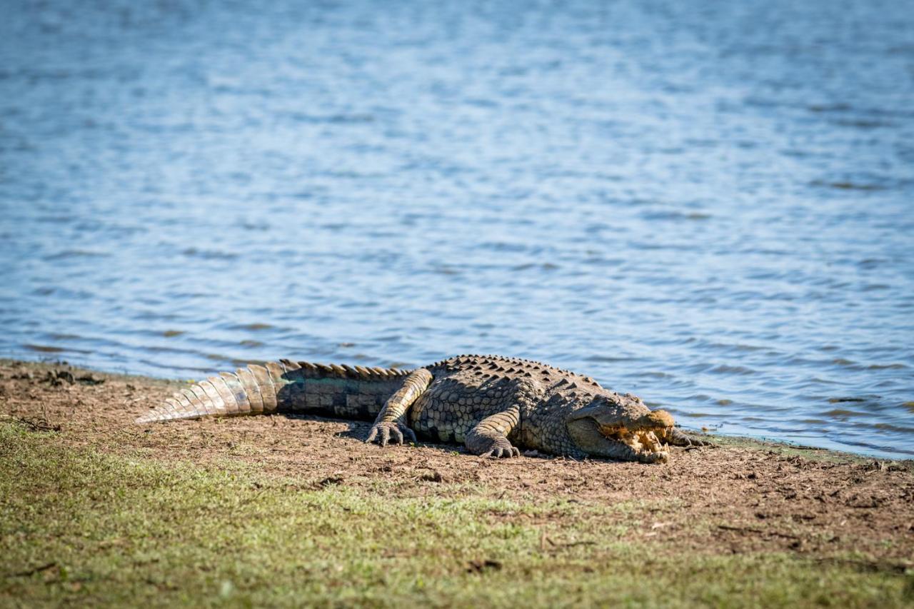 Nkuhlu Tented Camp スククザ エクステリア 写真