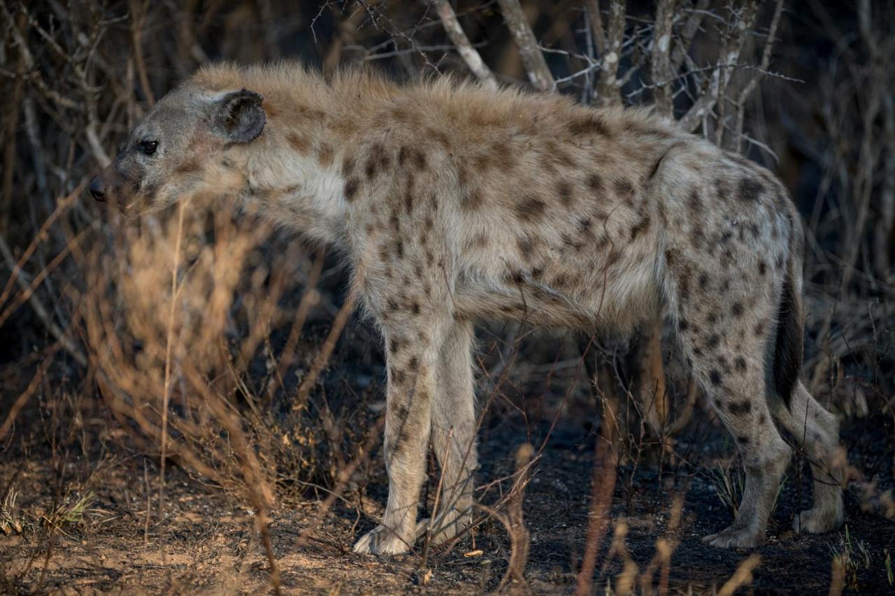 Nkuhlu Tented Camp スククザ エクステリア 写真