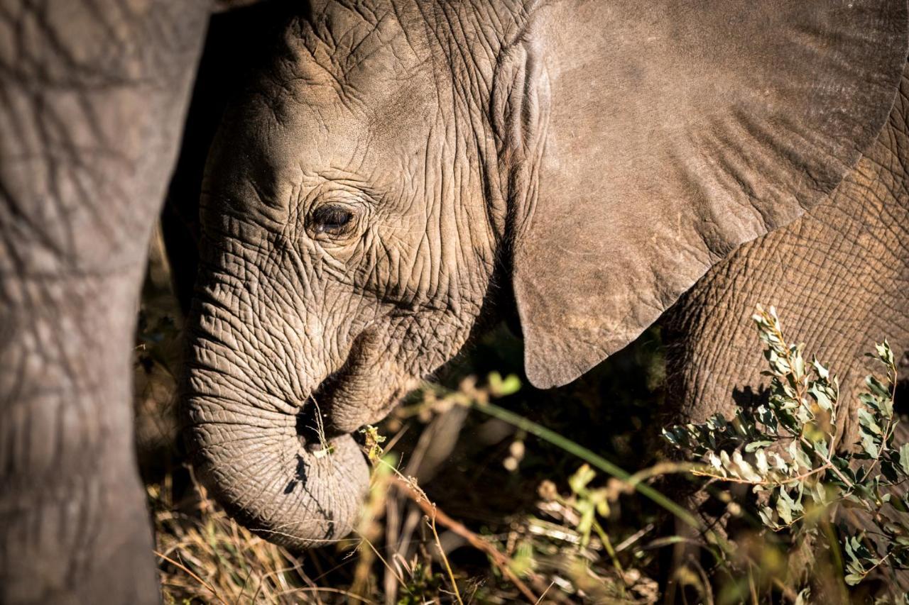 Nkuhlu Tented Camp スククザ エクステリア 写真