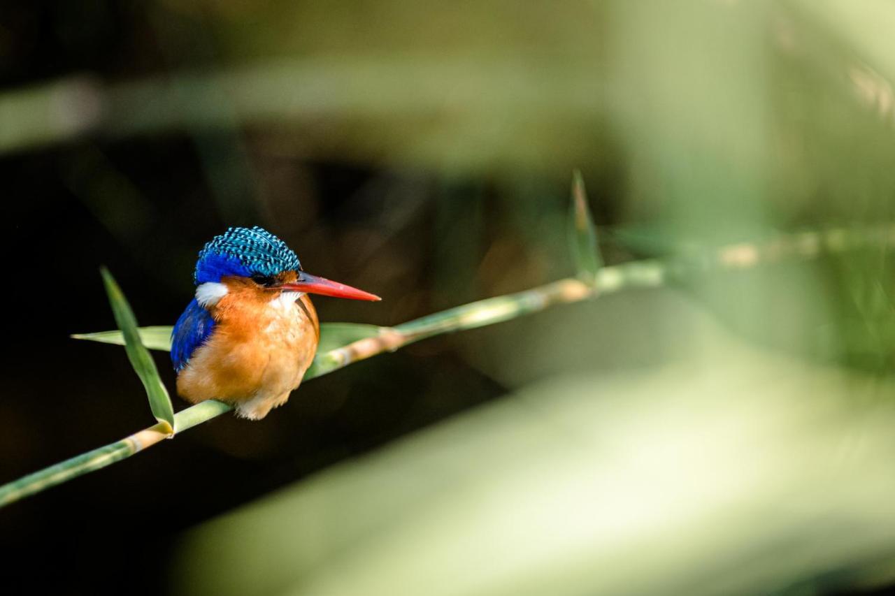 Nkuhlu Tented Camp スククザ エクステリア 写真