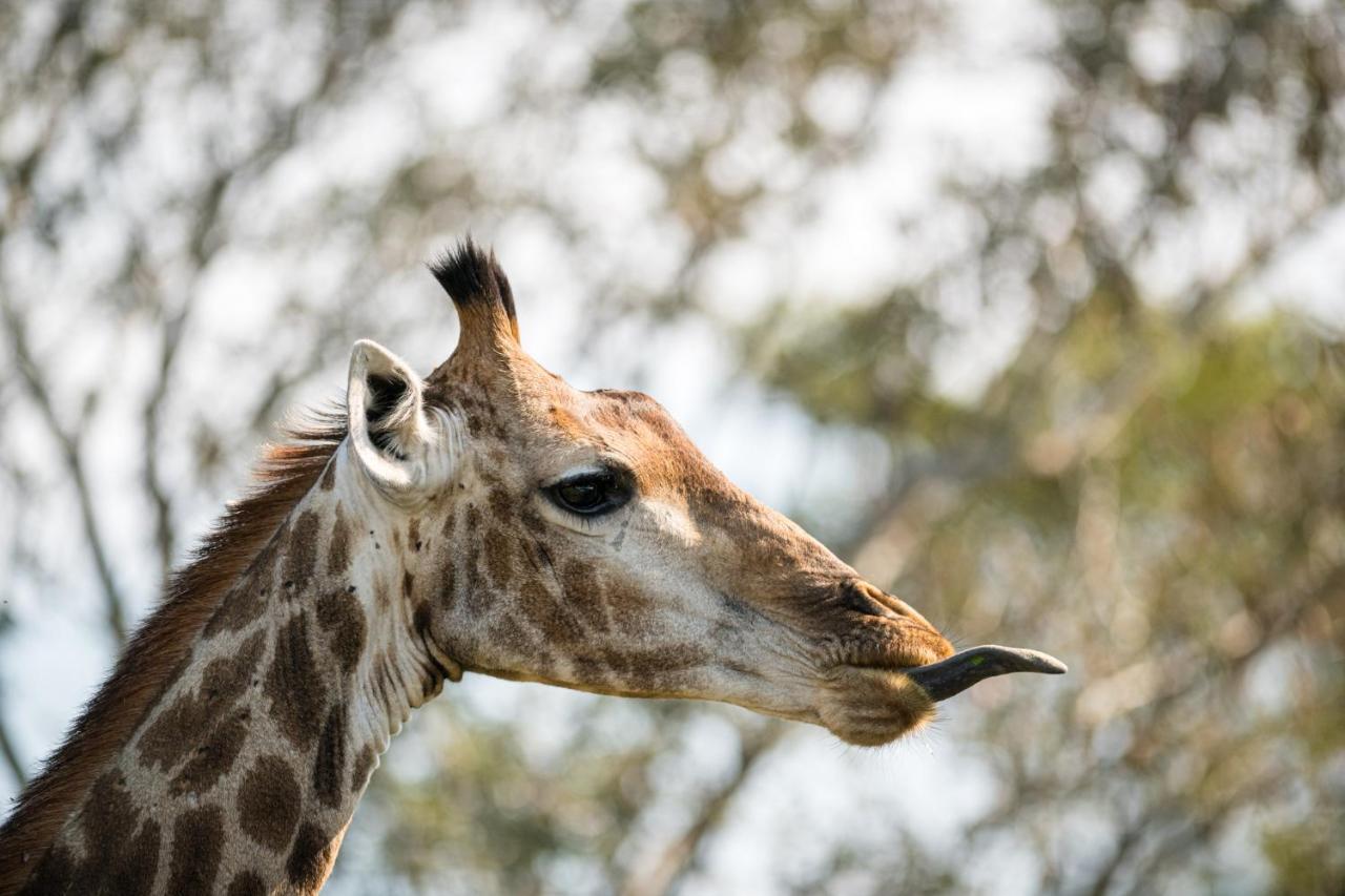 Nkuhlu Tented Camp スククザ エクステリア 写真