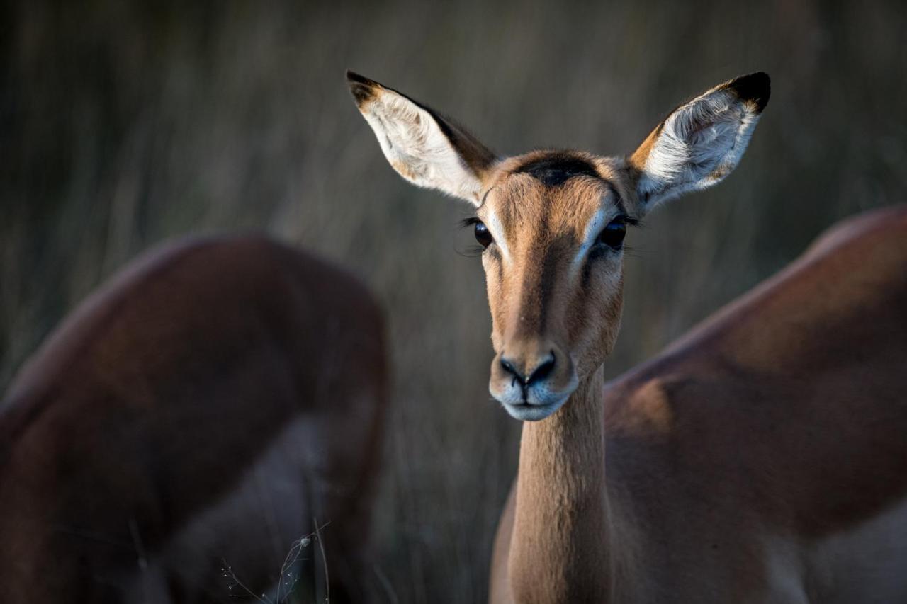 Nkuhlu Tented Camp スククザ エクステリア 写真