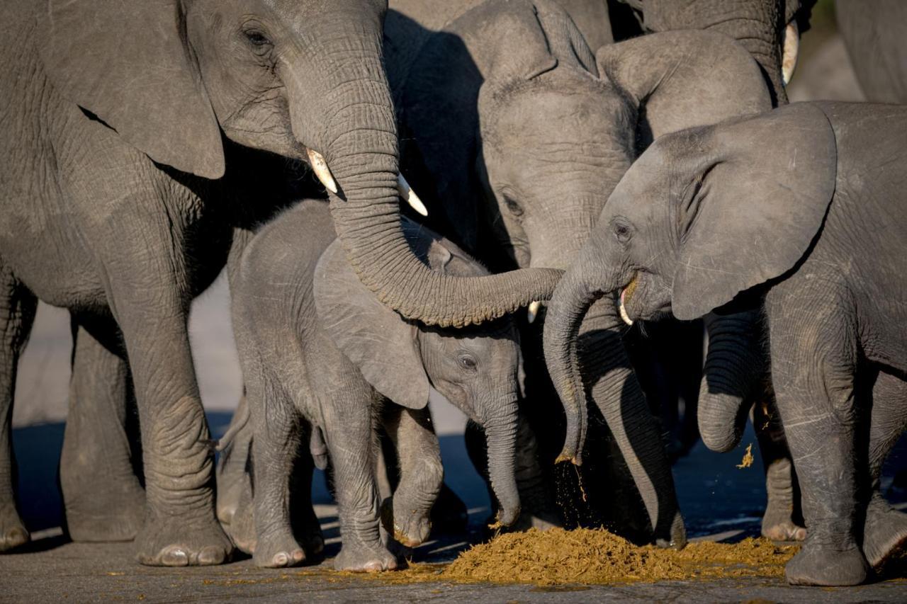 Nkuhlu Tented Camp スククザ エクステリア 写真