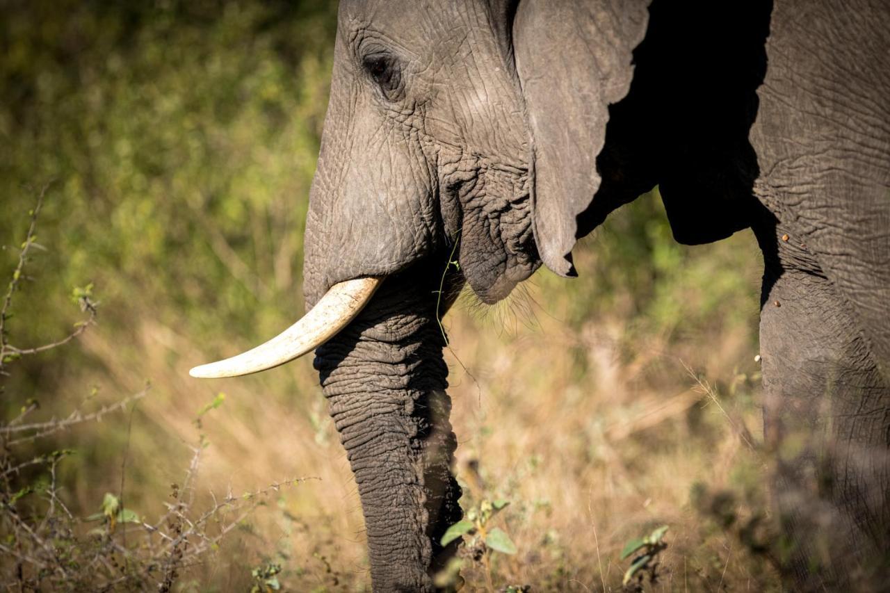 Nkuhlu Tented Camp スククザ エクステリア 写真