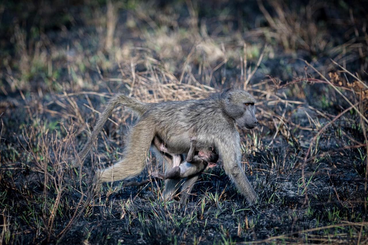 Nkuhlu Tented Camp スククザ エクステリア 写真