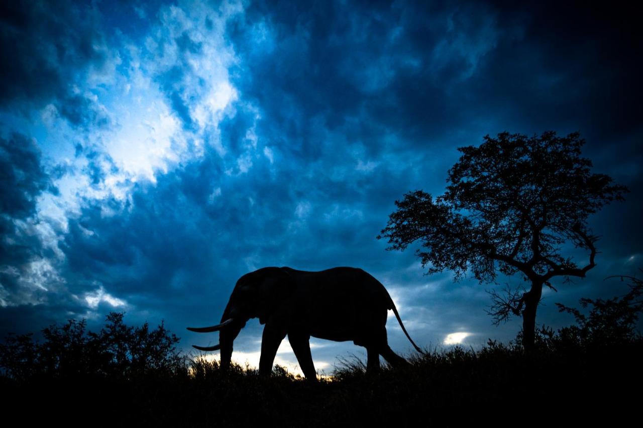 Nkuhlu Tented Camp スククザ エクステリア 写真