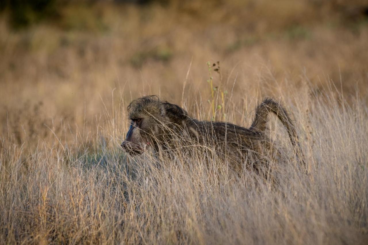 Nkuhlu Tented Camp スククザ エクステリア 写真