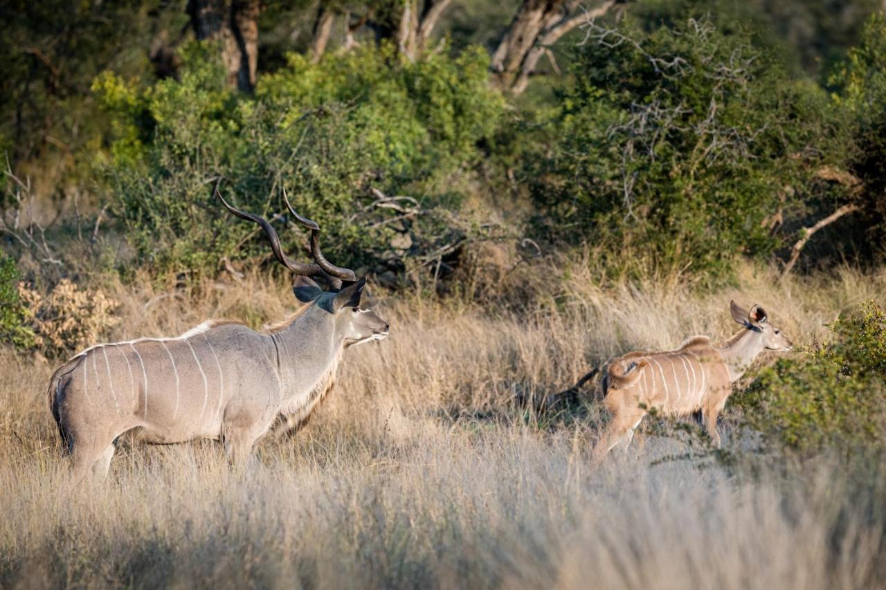 Nkuhlu Tented Camp スククザ エクステリア 写真