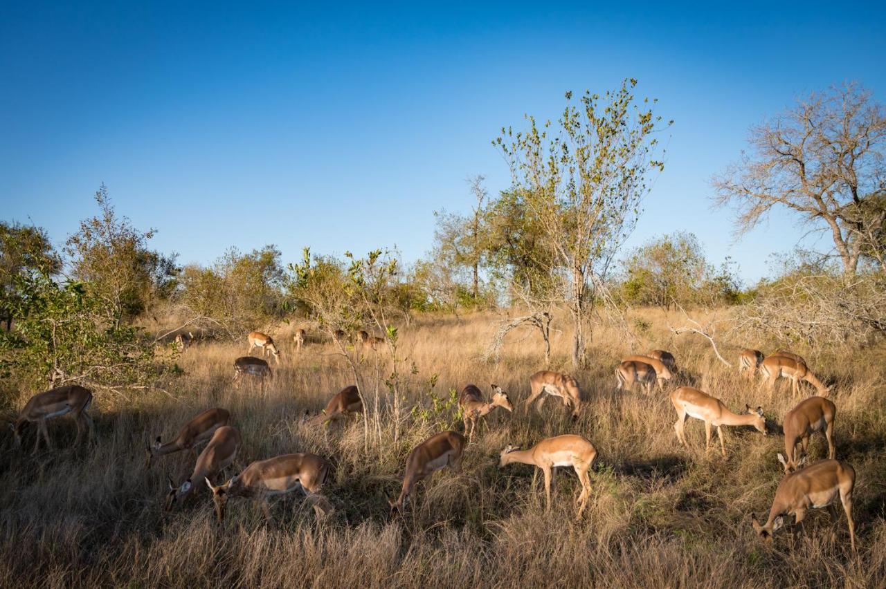 Nkuhlu Tented Camp スククザ エクステリア 写真